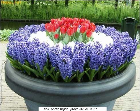 Witch flower are you? - iar uh ptru mne reprezinti o zambila:D - ~� Coffee bar �~